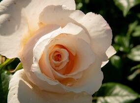 Růže pnoucí 'Eloise' - Rosa PN 'Eloise'