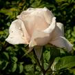 Růže pnoucí 'Eloise' - Rosa PN 'Eloise'