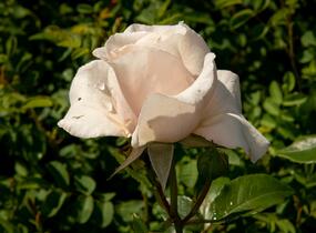 Růže pnoucí 'Eloise' - Rosa PN 'Eloise'