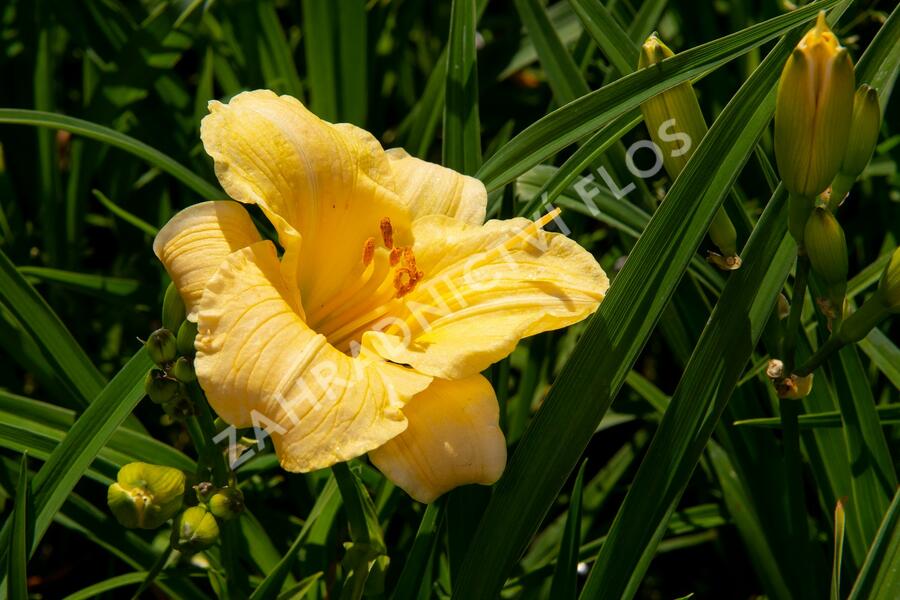 Denivka 'Precious de Oro' - Hemerocallis 'Precious de Oro'