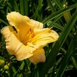 Denivka 'Precious de Oro' - Hemerocallis 'Precious de Oro'
