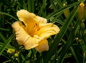 Denivka 'Precious de Oro' - Hemerocallis 'Precious de Oro'
