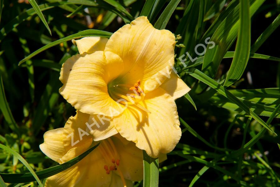 Denivka 'Precious de Oro' - Hemerocallis 'Precious de Oro'