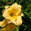 Denivka 'Precious de Oro' - Hemerocallis 'Precious de Oro'