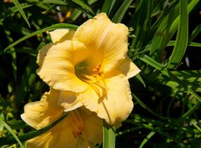Denivka 'Precious de Oro' - Hemerocallis 'Precious de Oro'