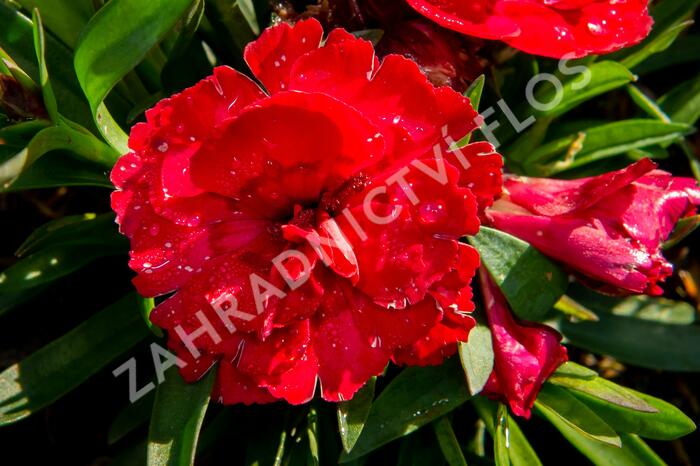 Hvozdík karafiát 'Carmen Purple' - Dianthus caryophyllus 'Carmen Purple'