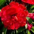 Hvozdík karafiát 'Carmen Purple' - Dianthus caryophyllus 'Carmen Purple'