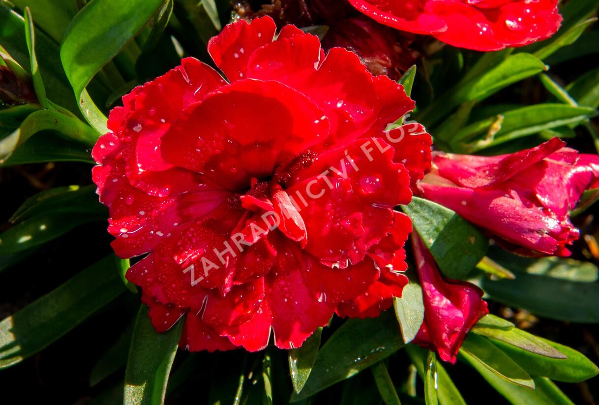 Hvozdík karafiát 'Carmen Purple' - Dianthus caryophyllus 'Carmen Purple'