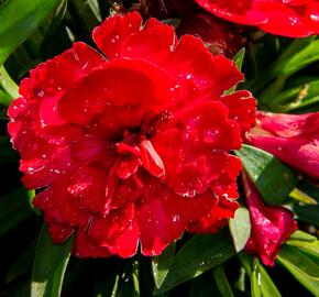 Hvozdík karafiát 'Carmen Purple' - Dianthus caryophyllus 'Carmen Purple'