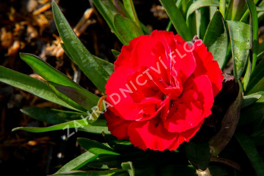 Hvozdík karafiát 'Carmen Purple' - Dianthus caryophyllus 'Carmen Purple'
