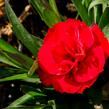 Hvozdík karafiát 'Carmen Purple' - Dianthus caryophylus 'Carmen Purple'