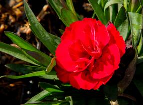 Hvozdík karafiát 'Carmen Purple' - Dianthus caryophyllus 'Carmen Purple'
