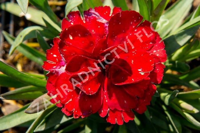 Hvozdík karafiát 'Carmen' - Dianthus caryophyllus 'Carmen'