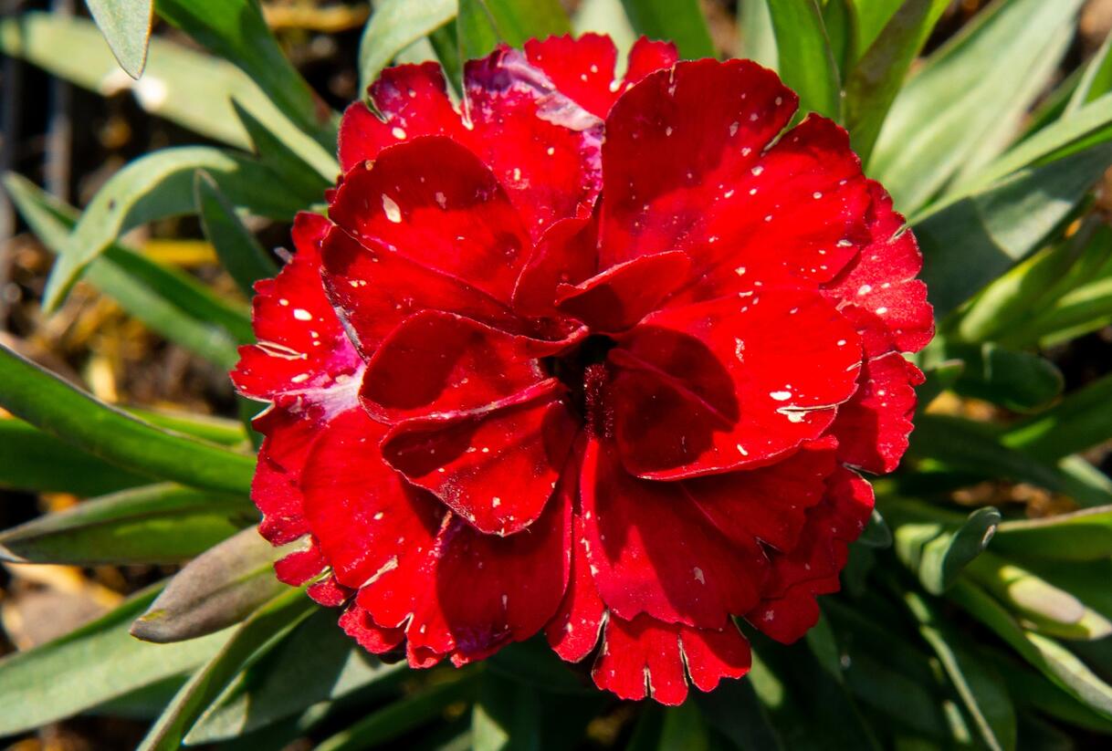 Hvozdík karafiát 'Carmen' - Dianthus caryophyllus 'Carmen'