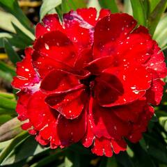 Hvozdík karafiát 'Carmen' - Dianthus caryophyllus 'Carmen'