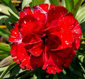 Hvozdík karafiát 'Carmen' - Dianthus caryophyllus 'Carmen'