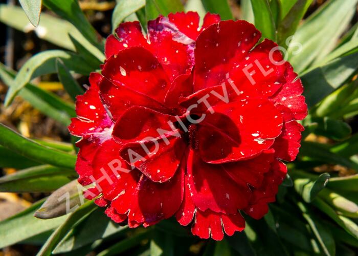 Hvozdík karafiát 'Carmen' - Dianthus caryophylus 'Carmen'