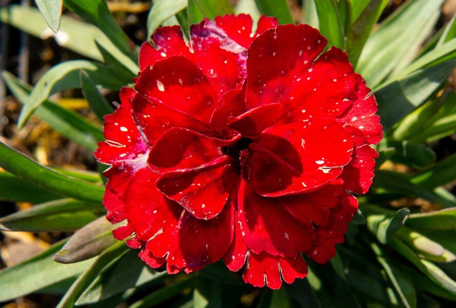 Hvozdík karafiát 'Carmen' - Dianthus caryophyllus 'Carmen'