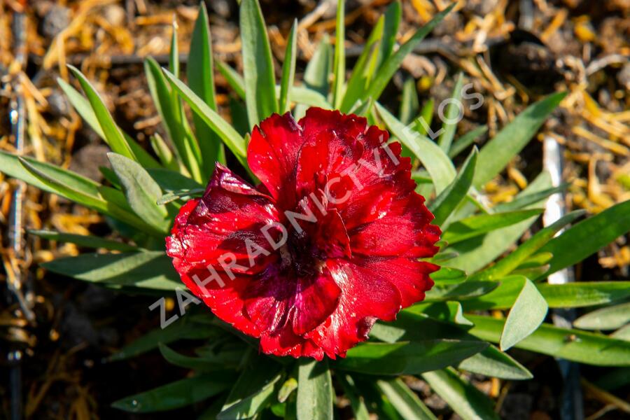 Hvozdík karafiát 'Carmen' - Dianthus caryophyllus 'Carmen'
