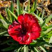 Hvozdík karafiát 'Carmen' - Dianthus caryophyllus 'Carmen'