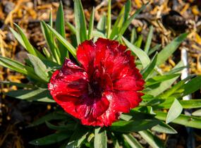 Hvozdík karafiát 'Carmen' - Dianthus caryophyllus 'Carmen'