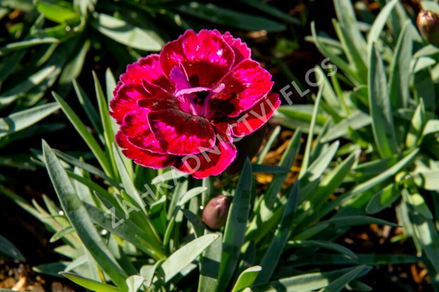 Hvozdík 'Diantica Bordeaux' - Dianthus 'Diantica Bordeaux'
