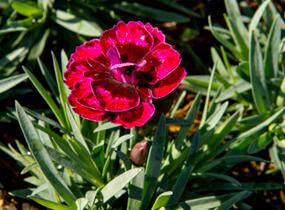 Hvozdík 'Diantica Bordeaux' - Dianthus 'Diantica Bordeaux'