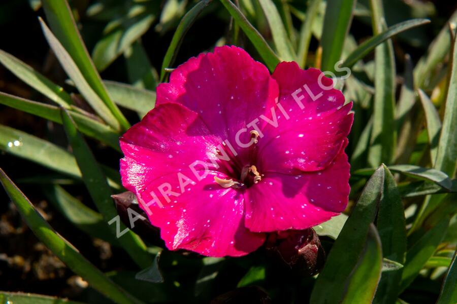 Hvozdík karafiát 'Scully' - Dianthus caryophyllus 'Scully'