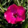 Hvozdík karafiát 'Scully' - Dianthus caryophyllus 'Scully'