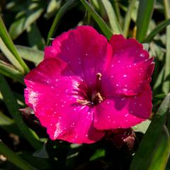 Hvozdík karafiát 'Scully' - Dianthus caryophyllus 'Scully'