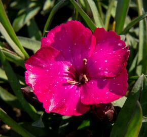 Hvozdík karafiát 'Scully' - Dianthus caryophyllus 'Scully'