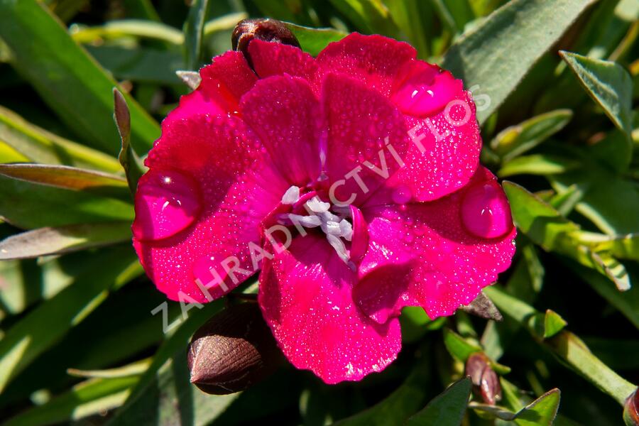Hvozdík karafiát 'Scully' - Dianthus caryophyllus 'Scully'