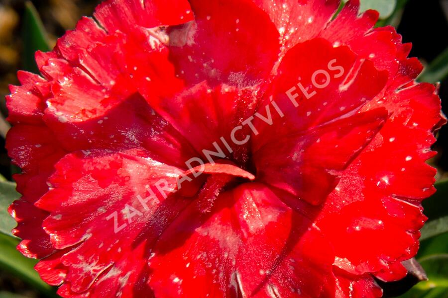 Hvozdík karafiát 'Carmen Red' - Dianthus caryophyllus 'Carmen Red'