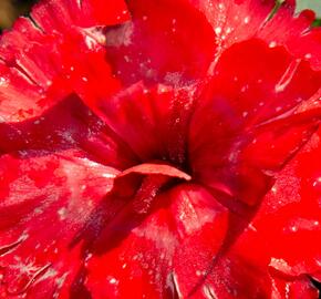 Hvozdík karafiát 'Carmen Red' - Dianthus caryophyllus 'Carmen Red'