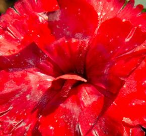 Hvozdík karafiát 'Carmen Red' - Dianthus caryophyllus 'Carmen Red'