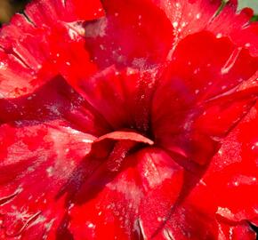 Hvozdík karafiát 'Carmen Red' - Dianthus caryophylus 'Carmen Red'