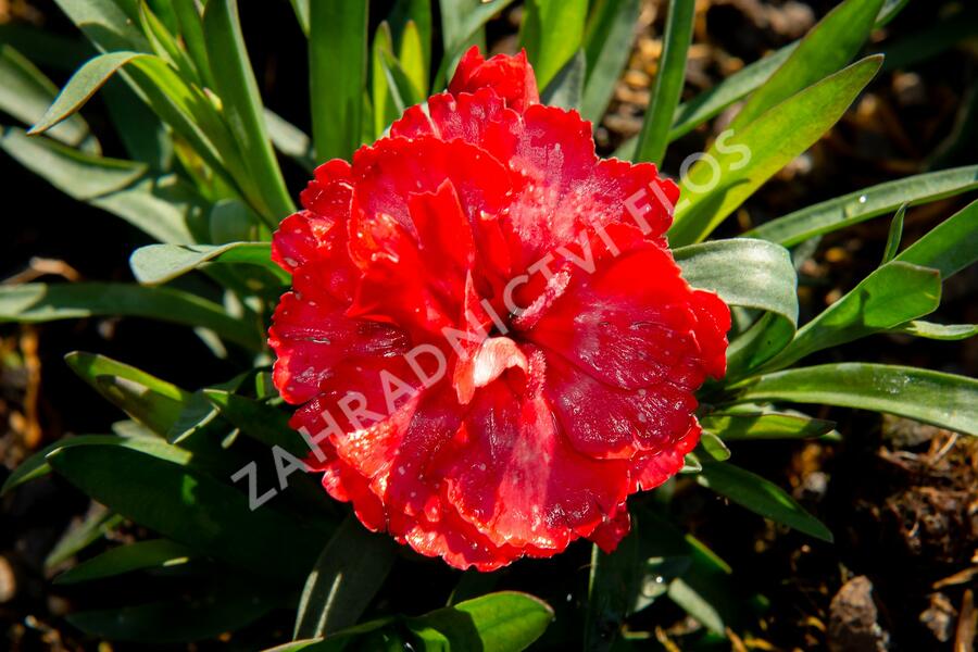Hvozdík karafiát 'Carmen Red' - Dianthus caryophylus 'Carmen Red'