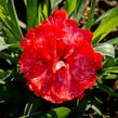 Hvozdík karafiát 'Carmen Red' - Dianthus caryophyllus 'Carmen Red'