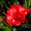 Hvozdík karafiát 'Carmen Red' - Dianthus caryophyllus 'Carmen Red'