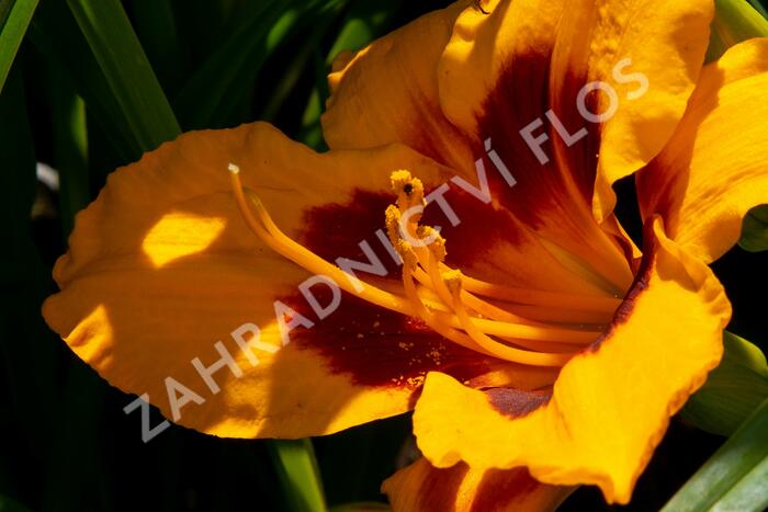 Denivka 'Fooled Me' - Hemerocallis 'Fooled Me'