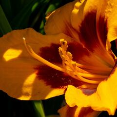 Denivka 'Fooled Me' - Hemerocallis 'Fooled Me'