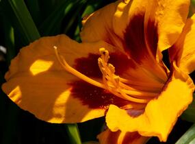 Denivka 'Fooled Me' - Hemerocallis 'Fooled Me'