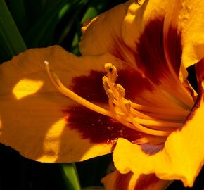 Denivka 'Fooled Me' - Hemerocallis 'Fooled Me'