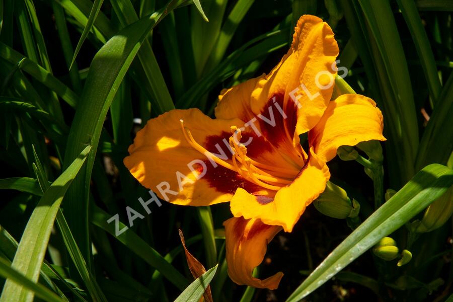 Denivka 'Fooled Me' - Hemerocallis 'Fooled Me'