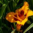 Denivka 'Fooled Me' - Hemerocallis 'Fooled Me'