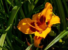 Denivka 'Fooled Me' - Hemerocallis 'Fooled Me'