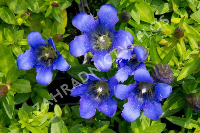 Hořec 'Blue 510' - Gentiana hybrida 'Blue 510'