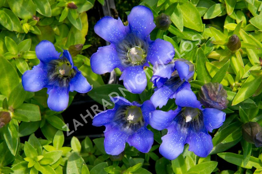 Hořec 'Blue 510' - Gentiana hybrida 'Blue 510'