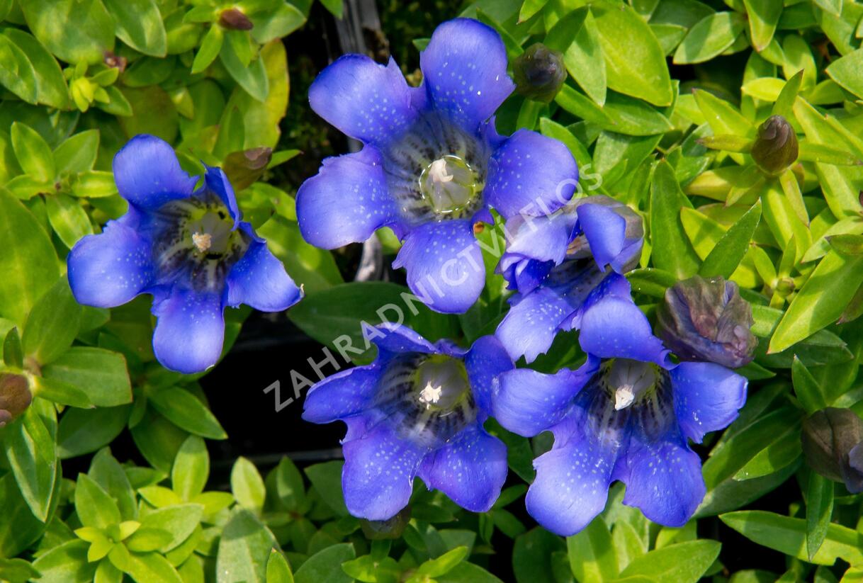 Hořec 'Blue 510' - Gentiana hybrida 'Blue 510'