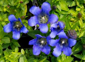 Hořec 'Blue 510' - Gentiana hybrida 'Blue 510'